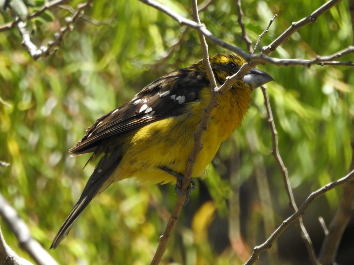 Cardinal à tête jaune - ML175625201