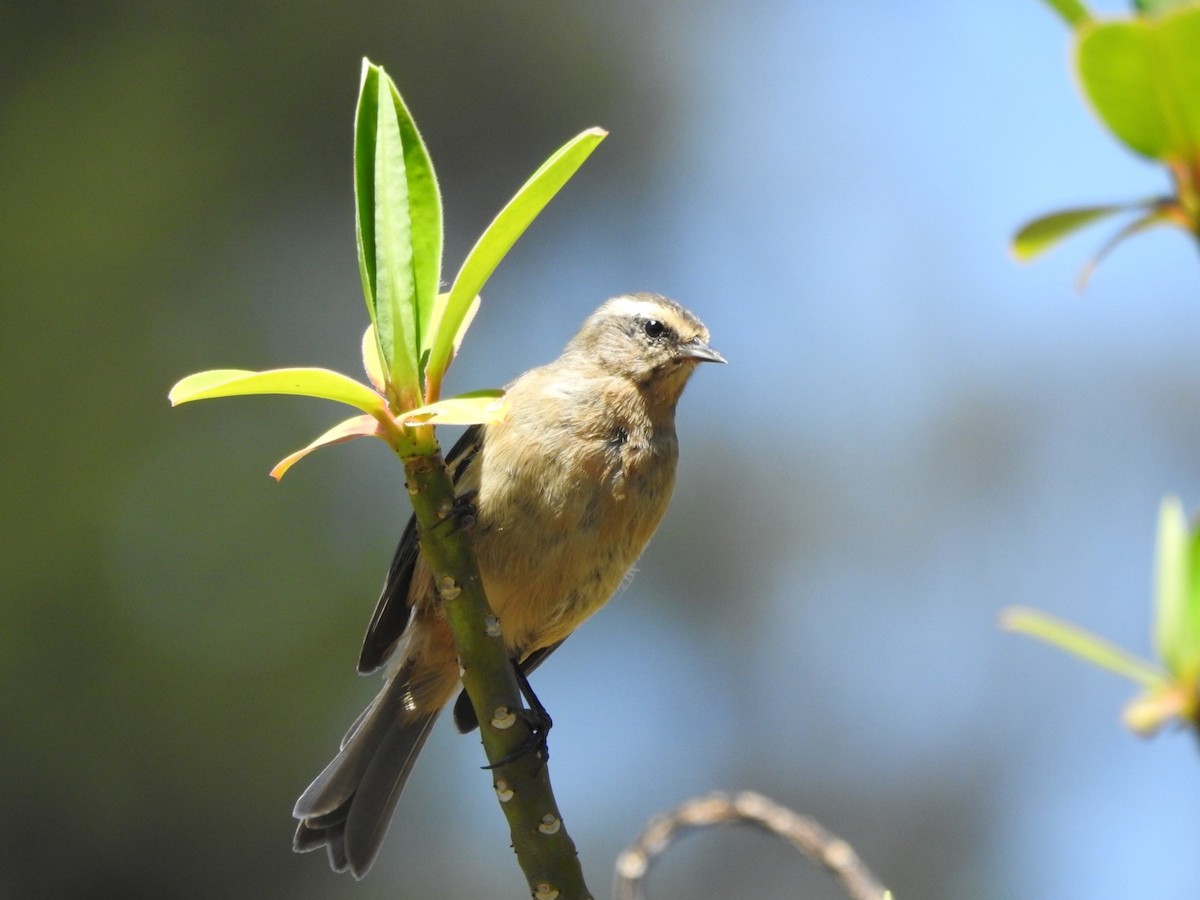 Cinereous Conebill - Katherine  Edison