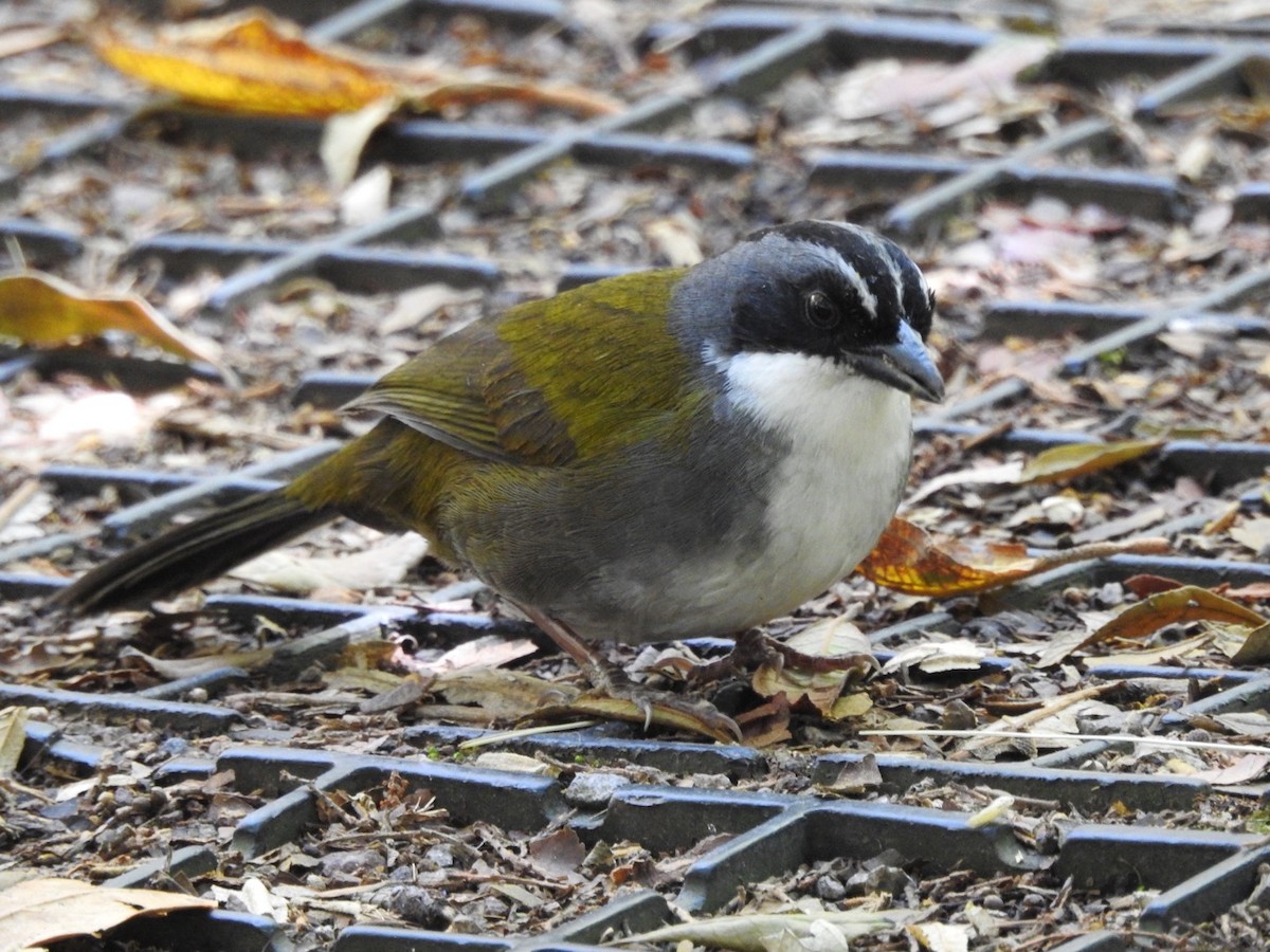 Gray-browed Brushfinch - ML175625511