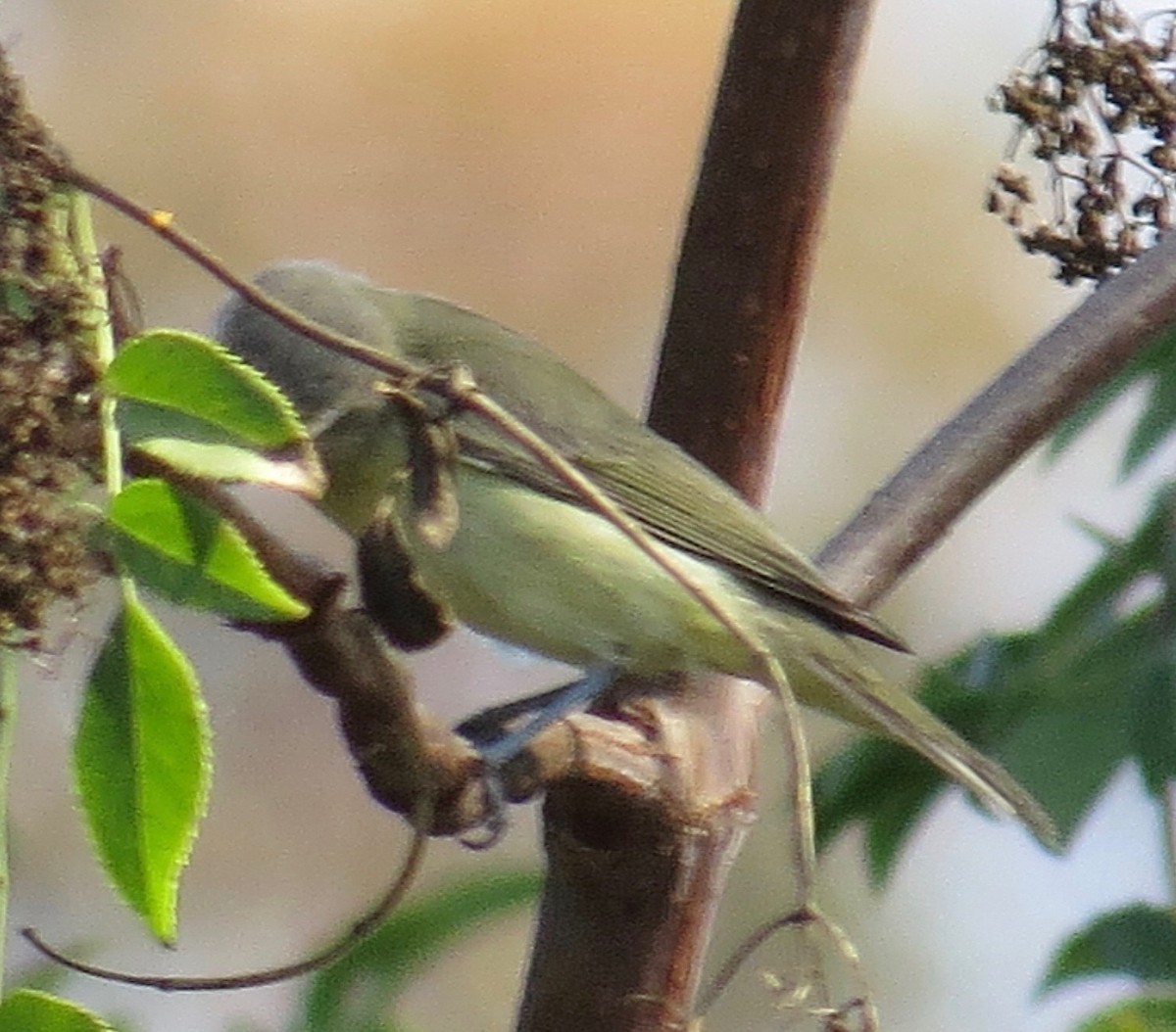 Warbling Vireo - Thomas Wurster