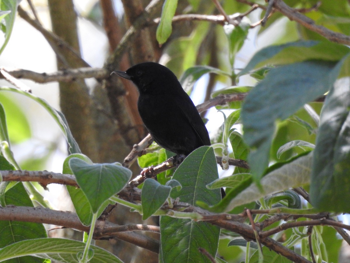 Black Flowerpiercer - ML175625641