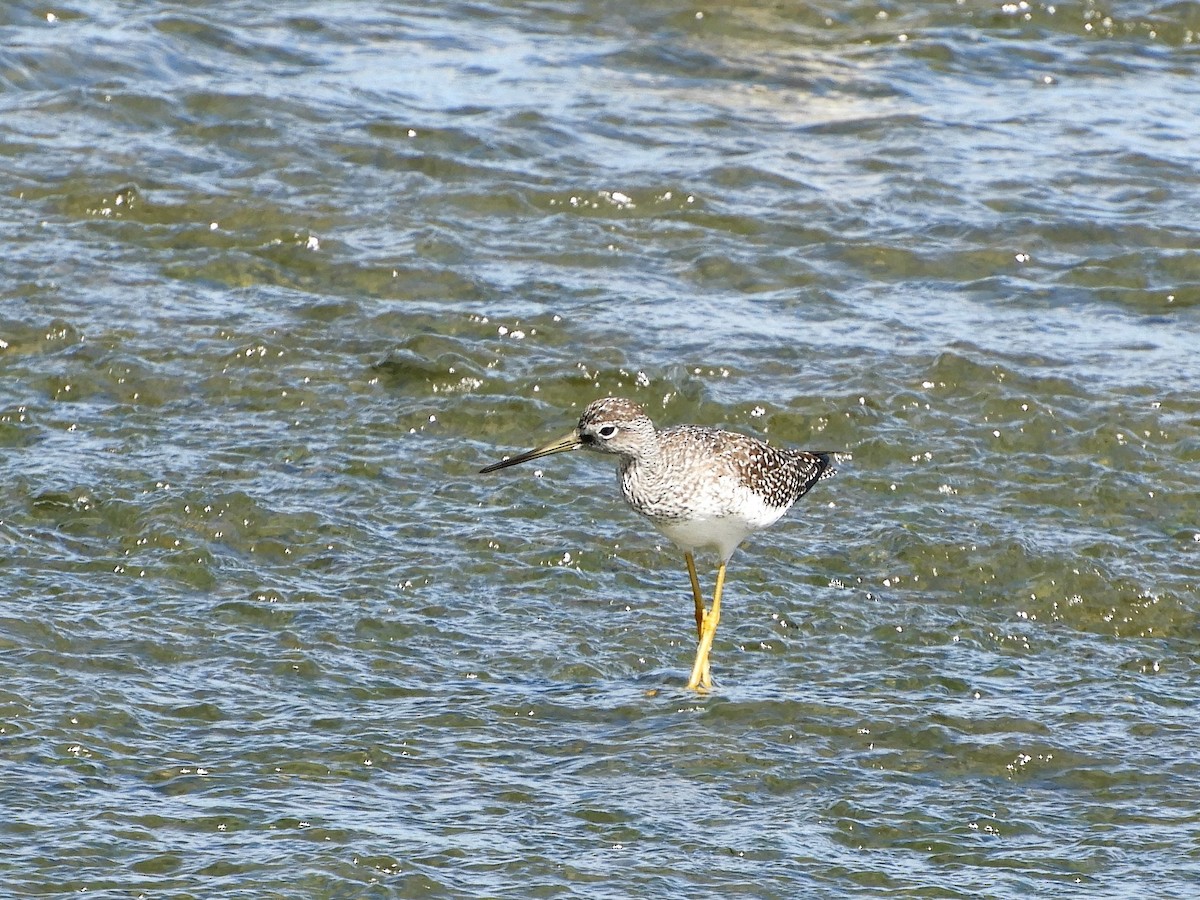 Greater Yellowlegs - Pierre André