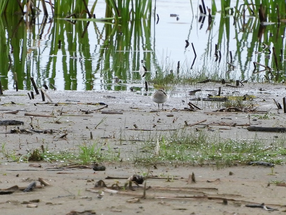 Least Sandpiper - Pierre André