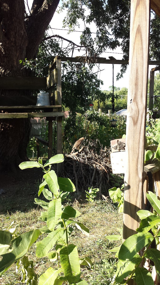 Cooper's Hawk - ML175627781