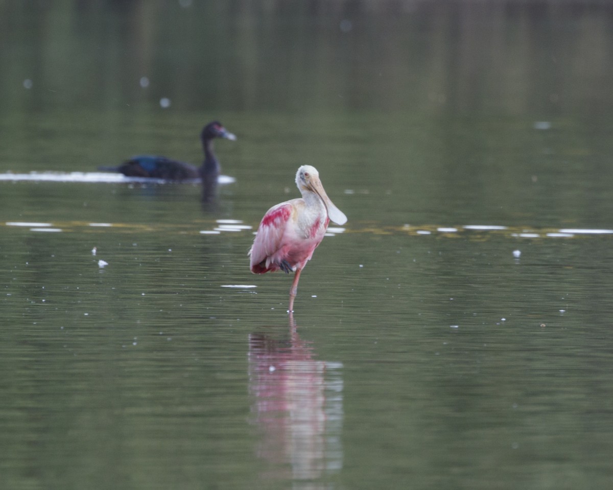 Roseate Spoonbill - Silvia Faustino Linhares