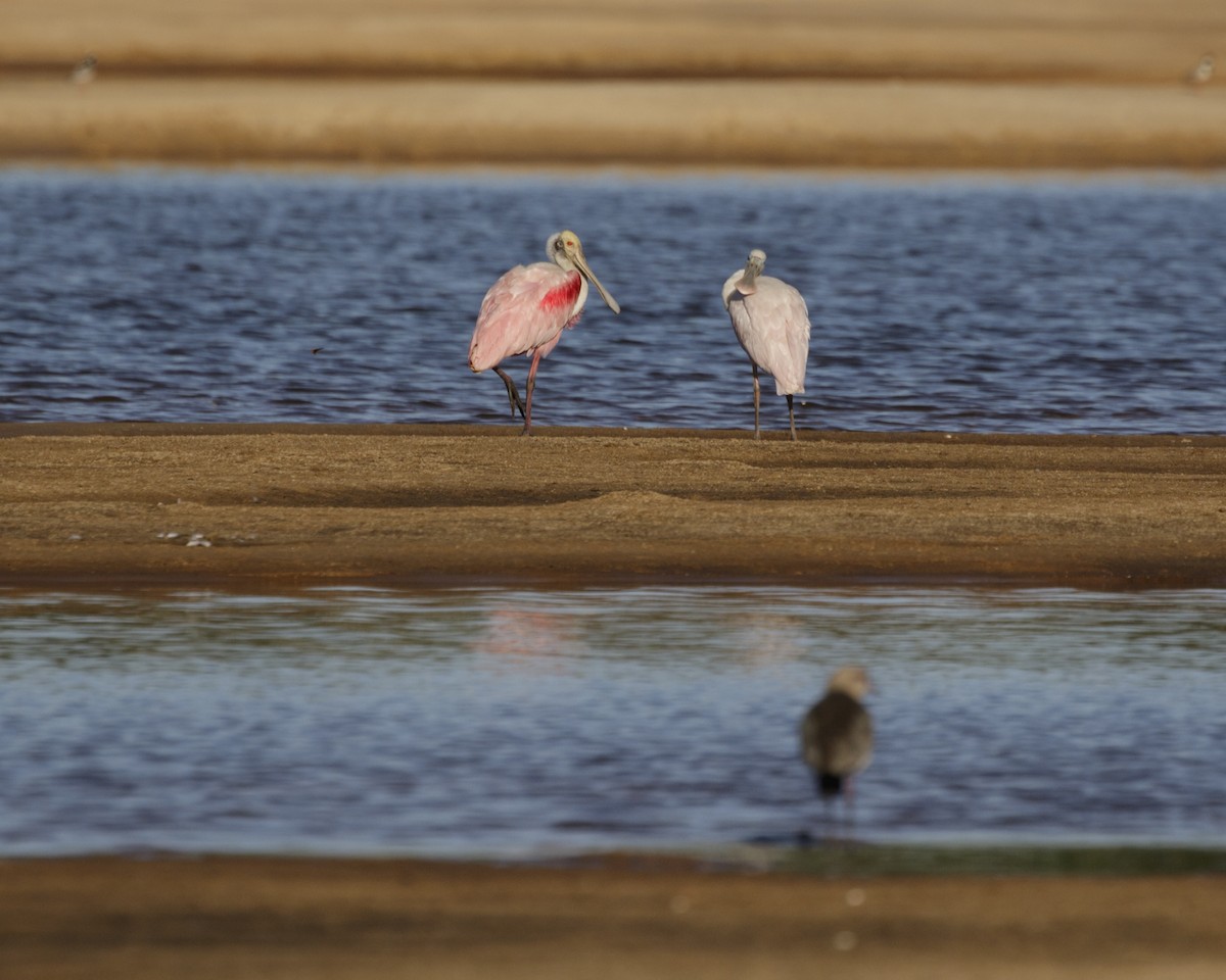 Roseate Spoonbill - Silvia Faustino Linhares