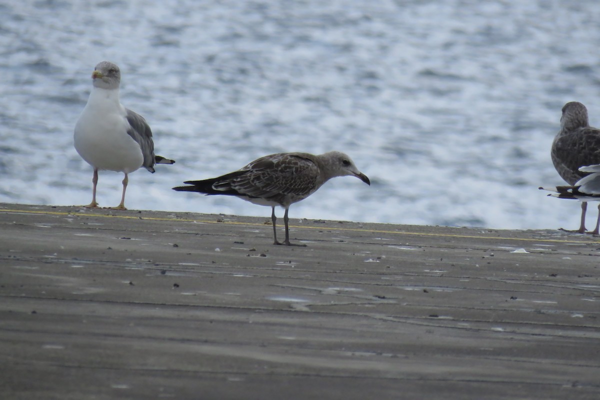 Audouin's Gull - ML175629631