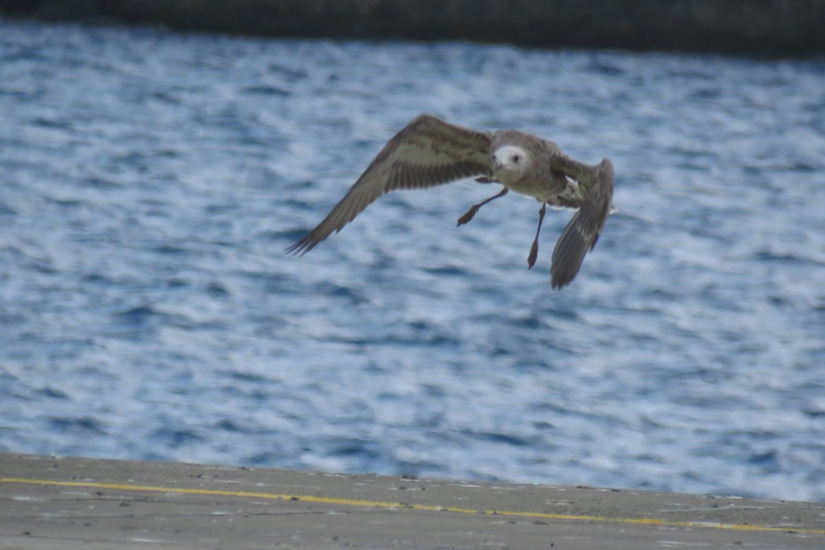 Audouin's Gull - ML175629641