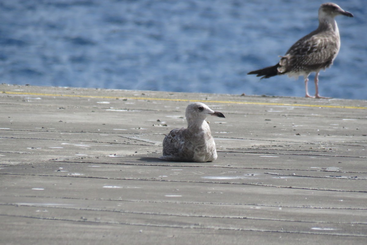 Audouin's Gull - ML175629661