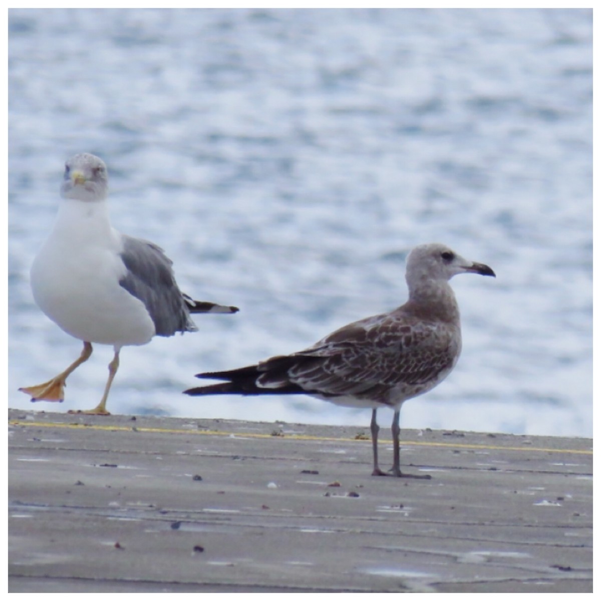 Audouin's Gull - ML175629701