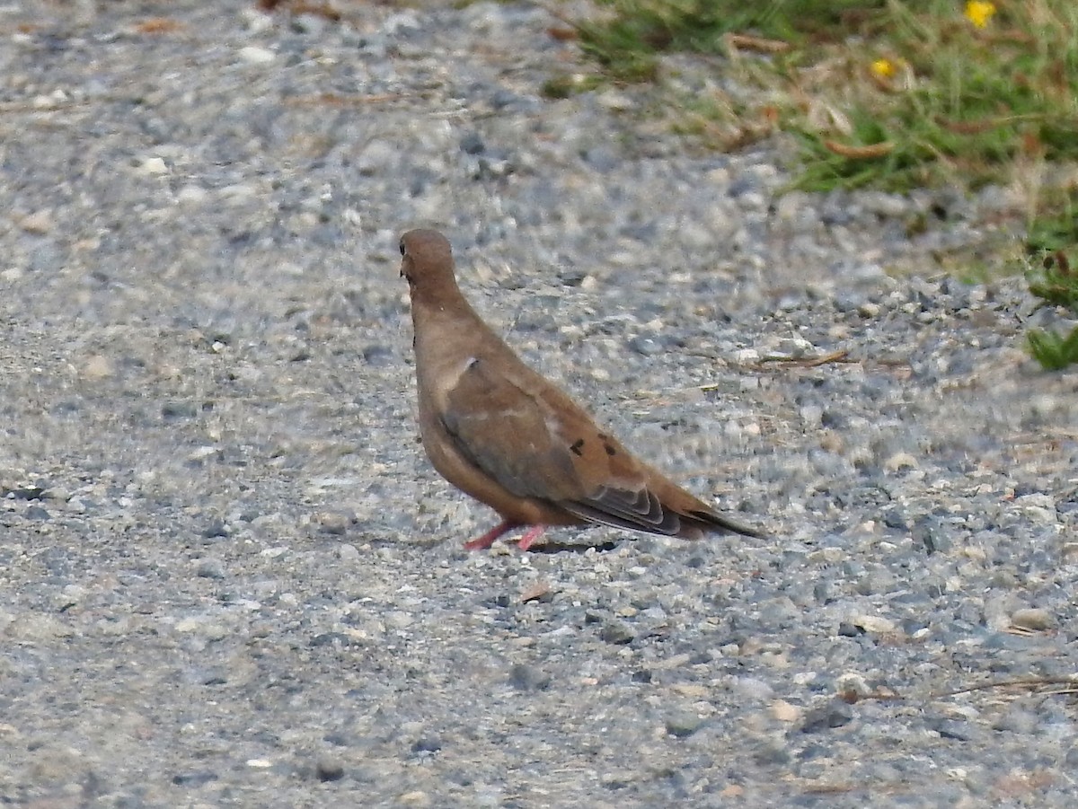 Mourning Dove - ML175631011