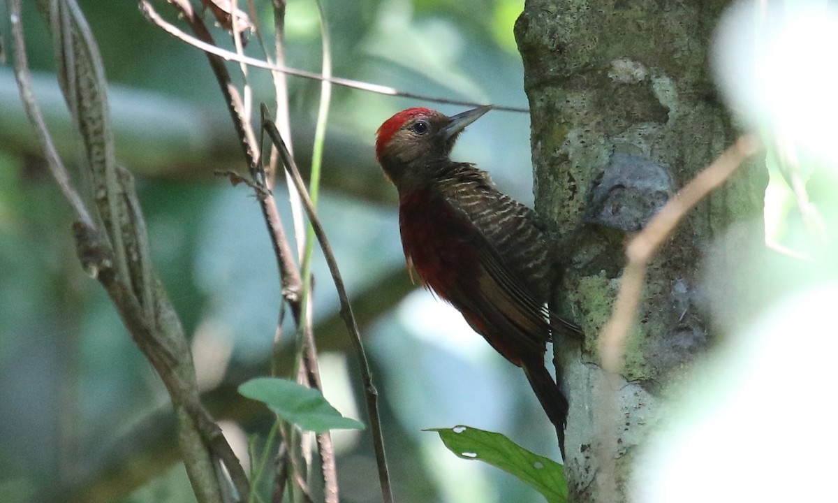 Blood-colored Woodpecker - Michael Collins