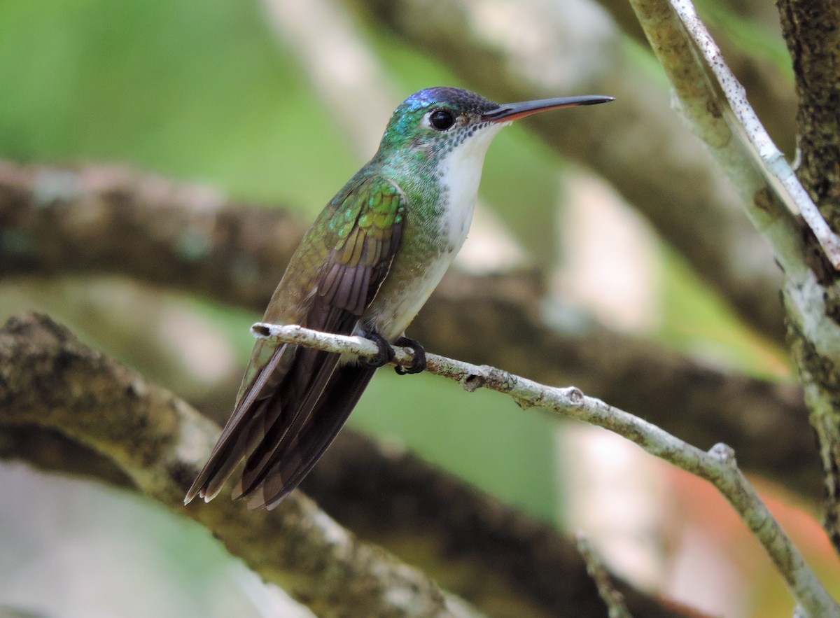 Azure-crowned Hummingbird - Jes Christian Bech