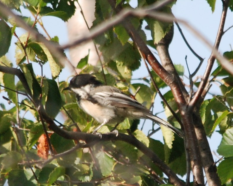 Black-capped Chickadee - ML175634101