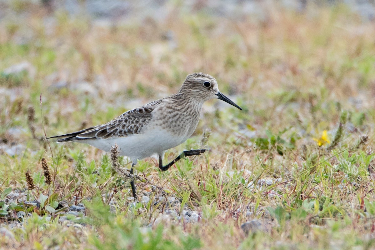 Baird's Sandpiper - Sue Barth