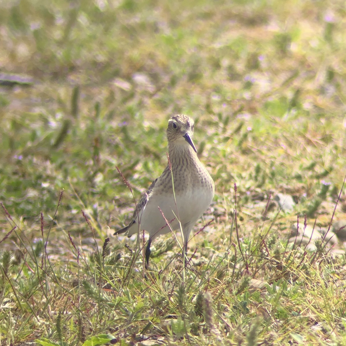 Baird's Sandpiper - Kevin Rybczynski