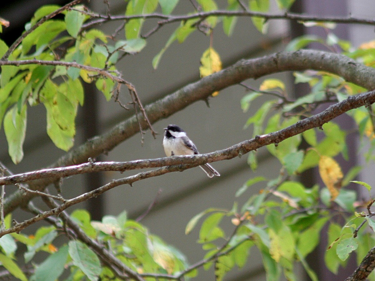 Black-capped Chickadee - ML175636581