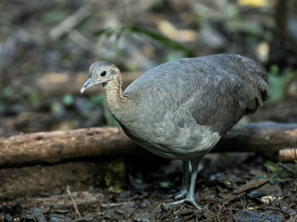 Solitary Tinamou - ML175638781