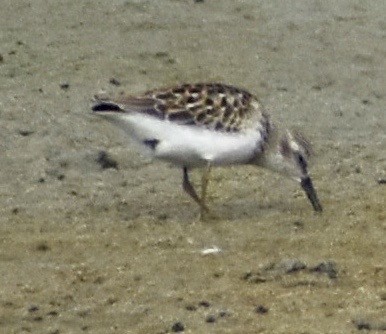 Least Sandpiper - ML175639791