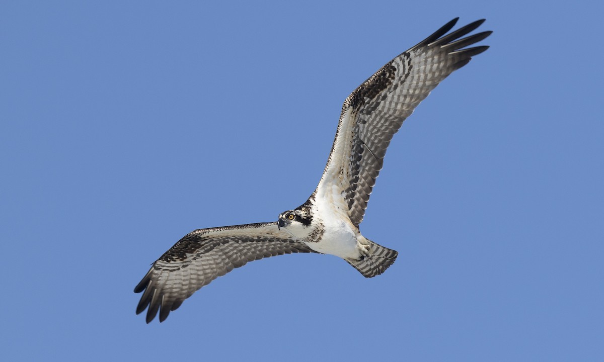 Osprey (carolinensis) - ML175639871