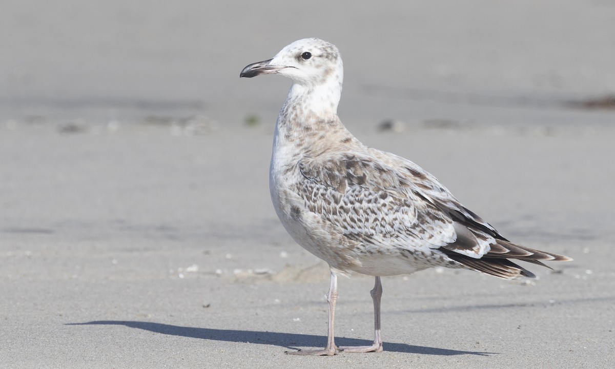California Gull - Brian Sullivan