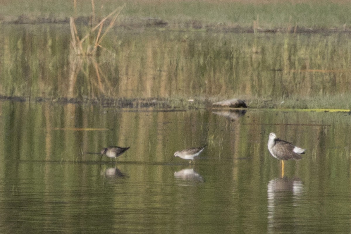 Stilt Sandpiper - Michael Bowen