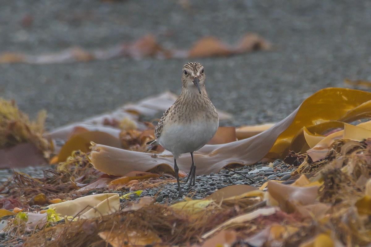 Baird's Sandpiper - ML175645361