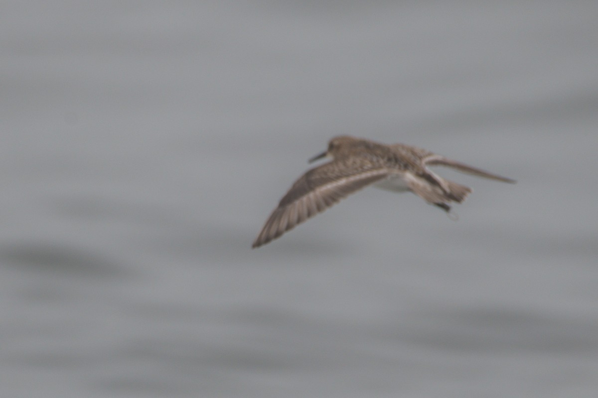 Baird's Sandpiper - ML175645411