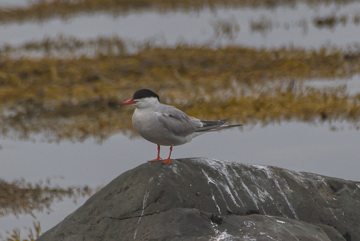 Common Tern - ML175645591