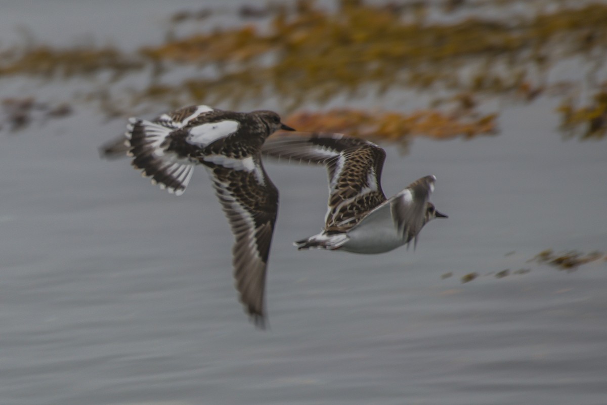 Ruddy Turnstone - ML175645791