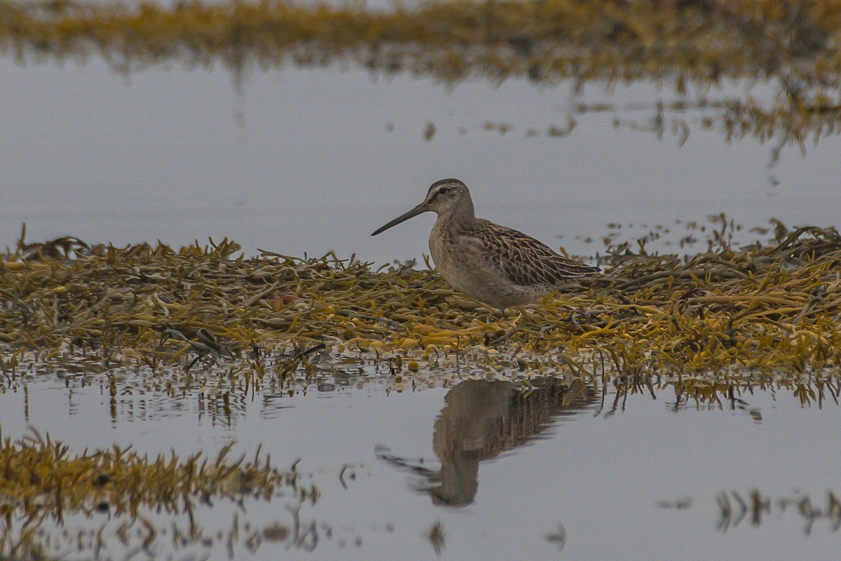 Short-billed Dowitcher - ML175646021