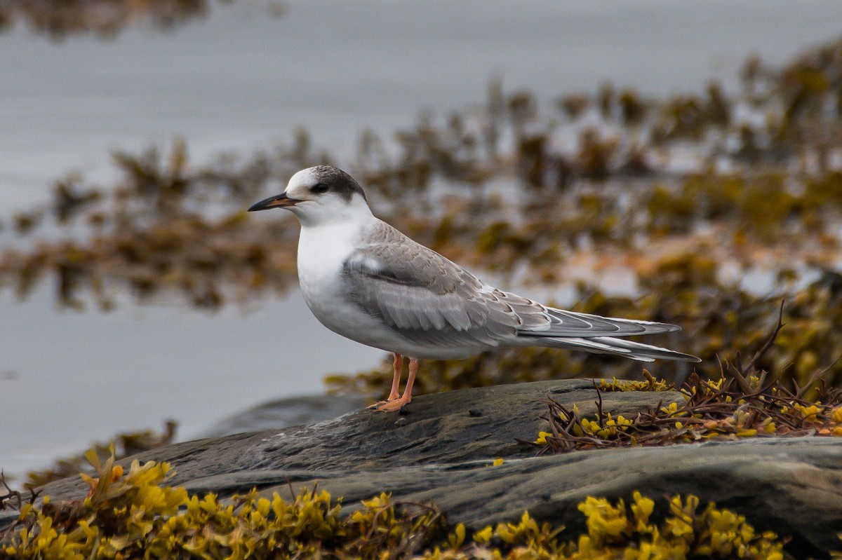 Common Tern - ML175646151