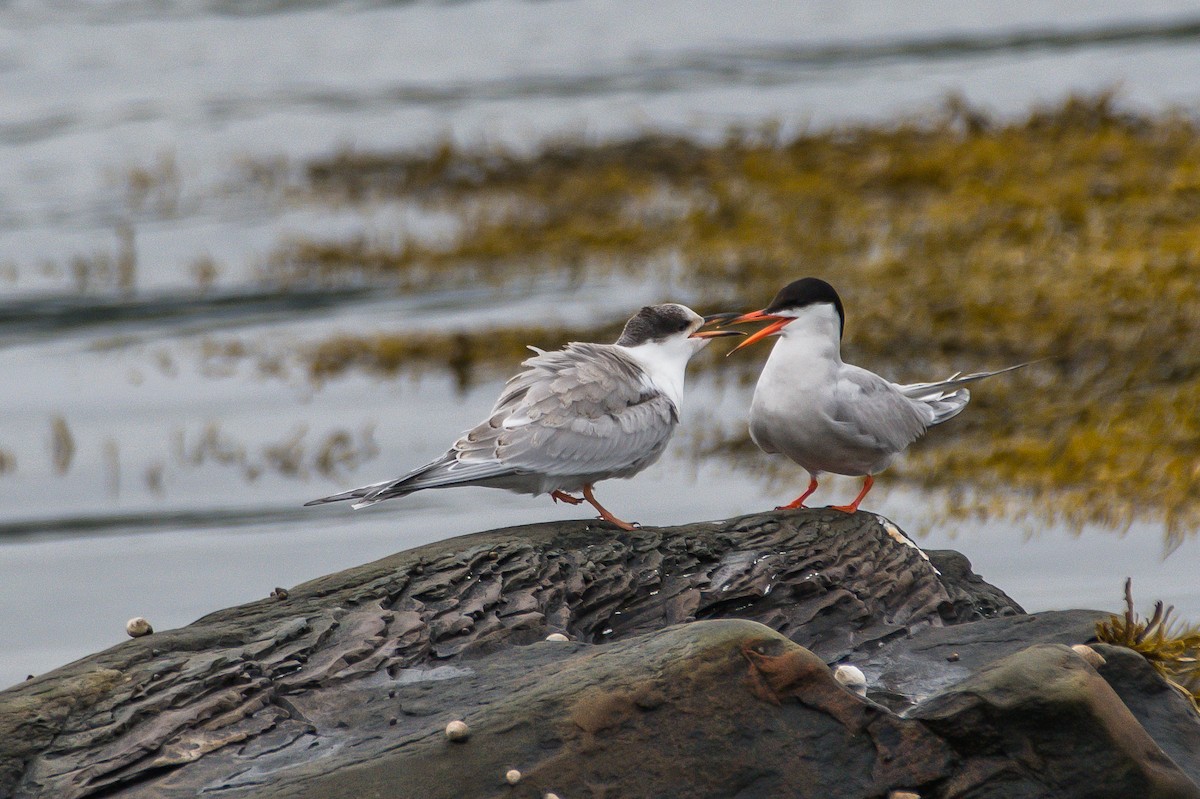 Common Tern - ML175646181