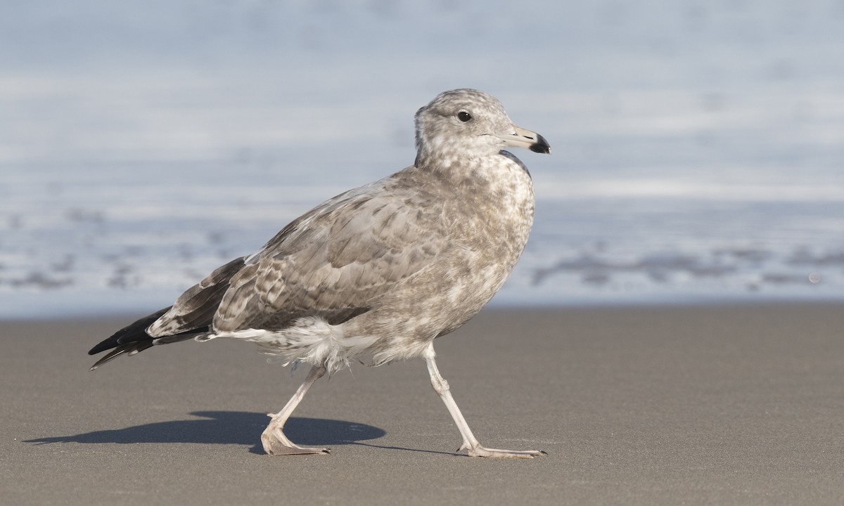 California Gull - Brian Sullivan