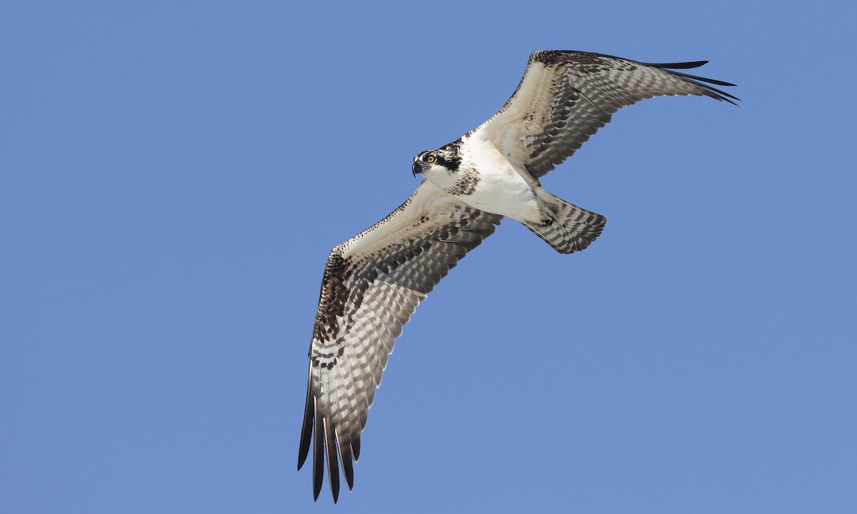 Águila Pescadora (carolinensis) - ML175646351