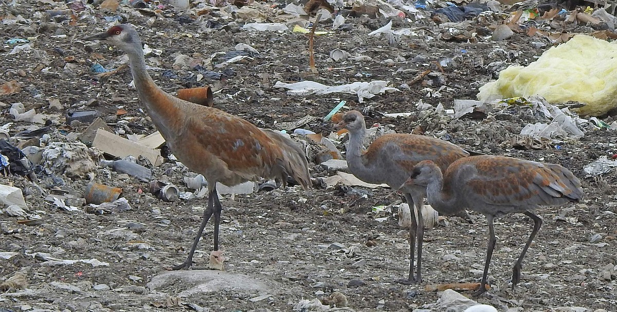 Sandhill Crane - Jean Iron