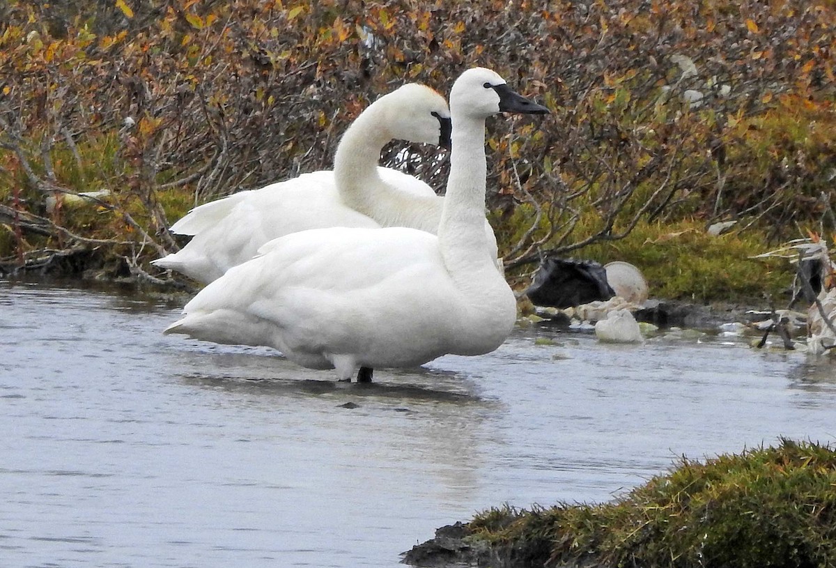 Tundra Swan - ML175649991