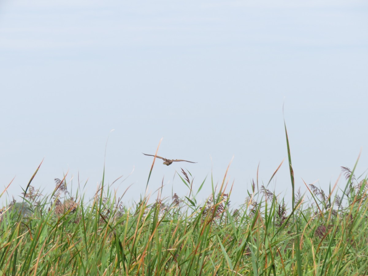 American Bittern - ML175650961