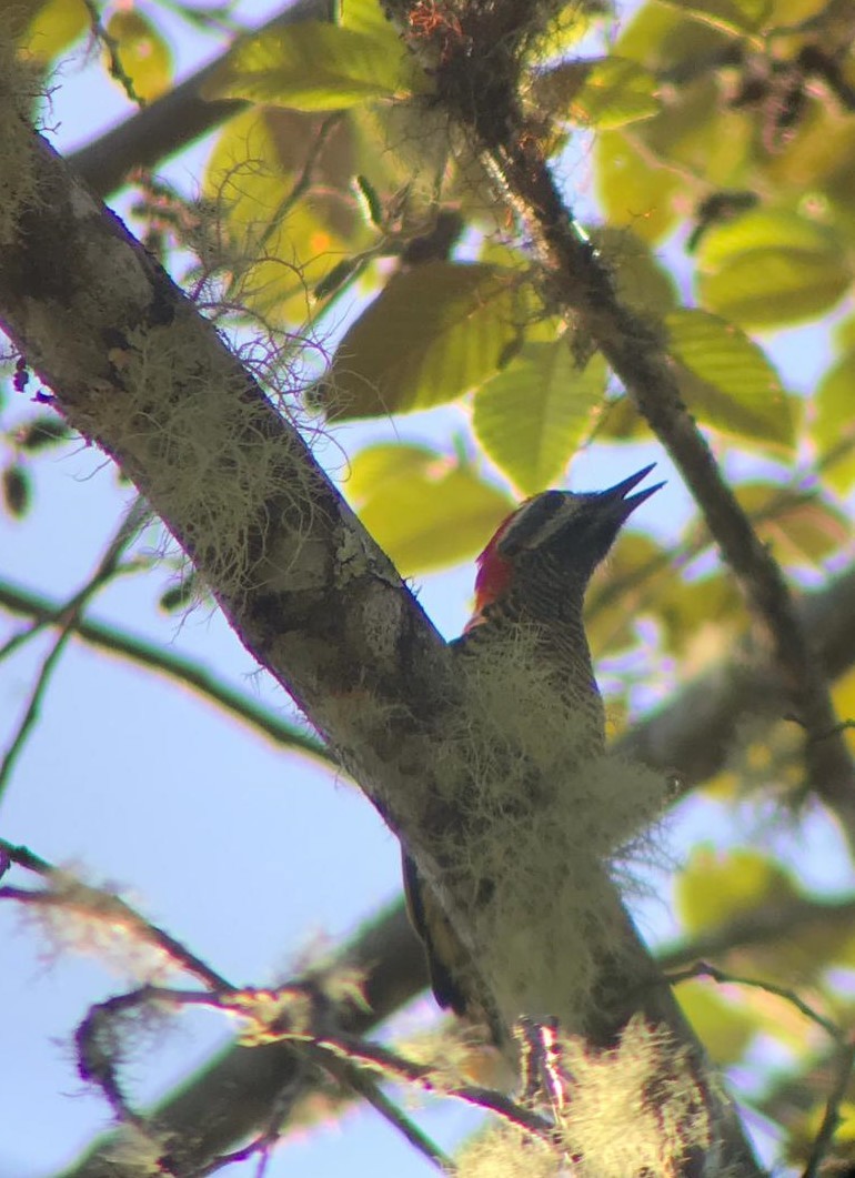 Yellow-vented Woodpecker - ML175651781