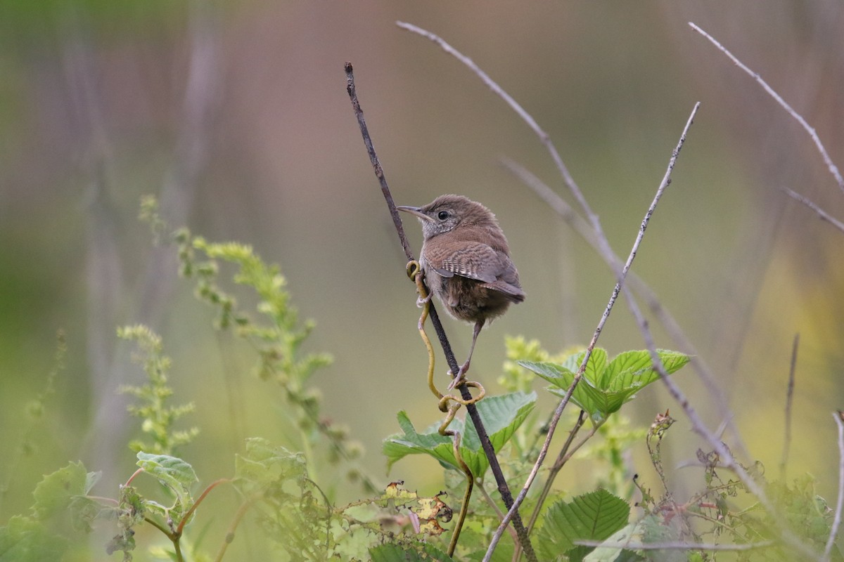 House Wren - ML175651981