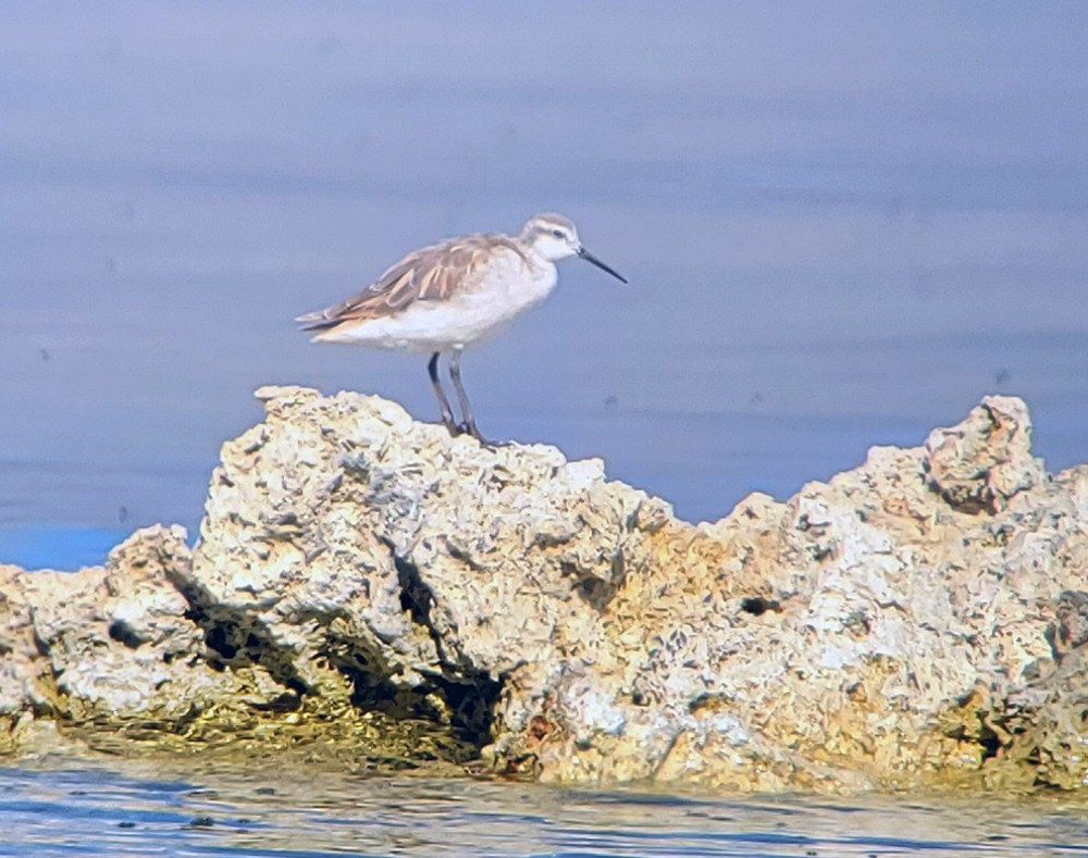 Wilson's Phalarope - Peter Headland