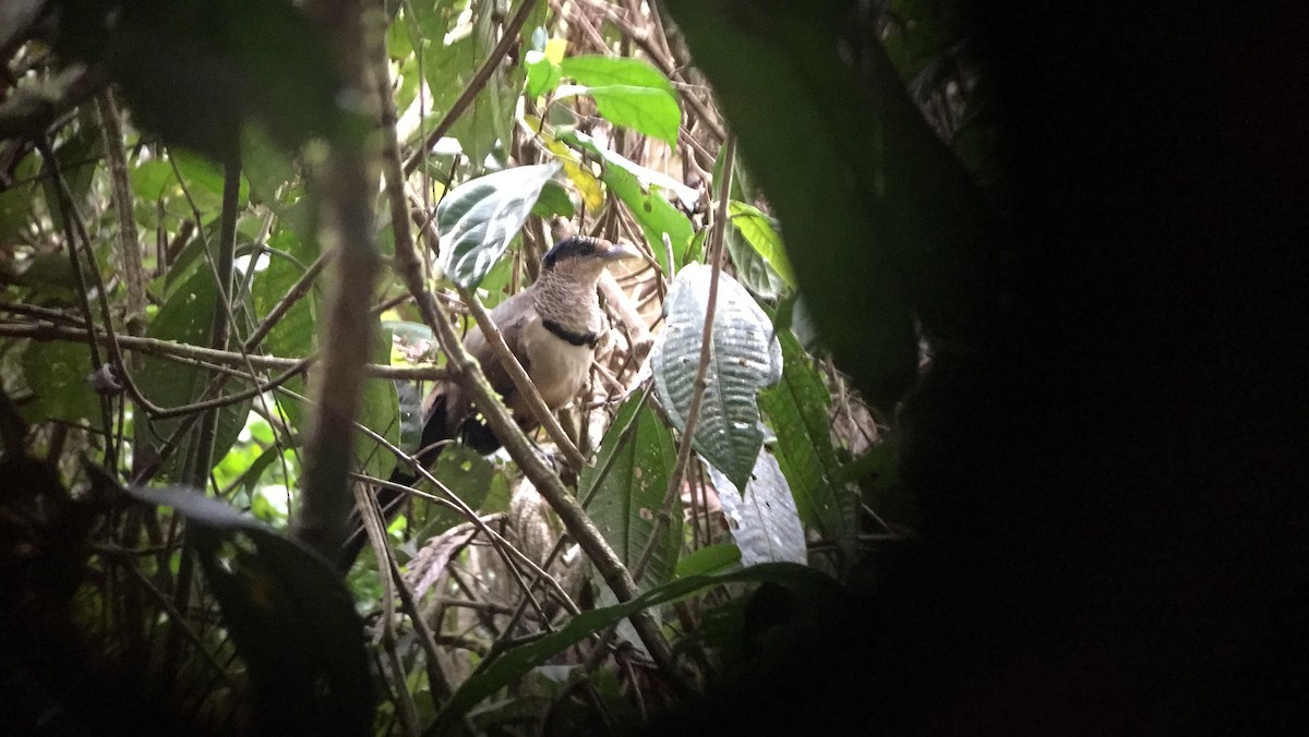 Rufous-vented Ground-Cuckoo - ML175652521