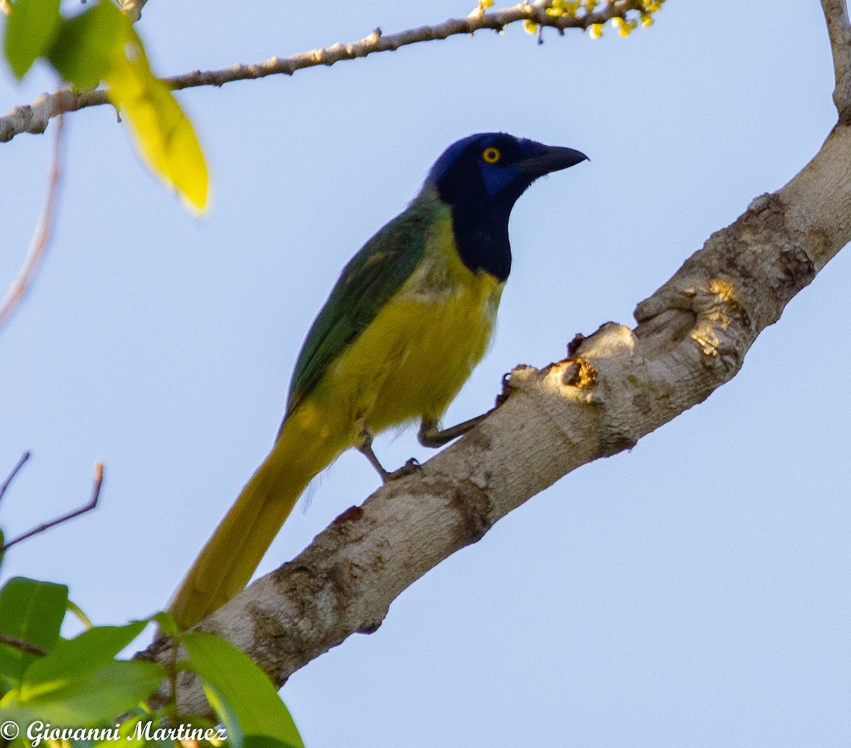 Green Jay - Giovanni Martinez