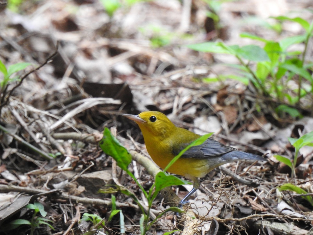 Prothonotary Warbler - ML175653601