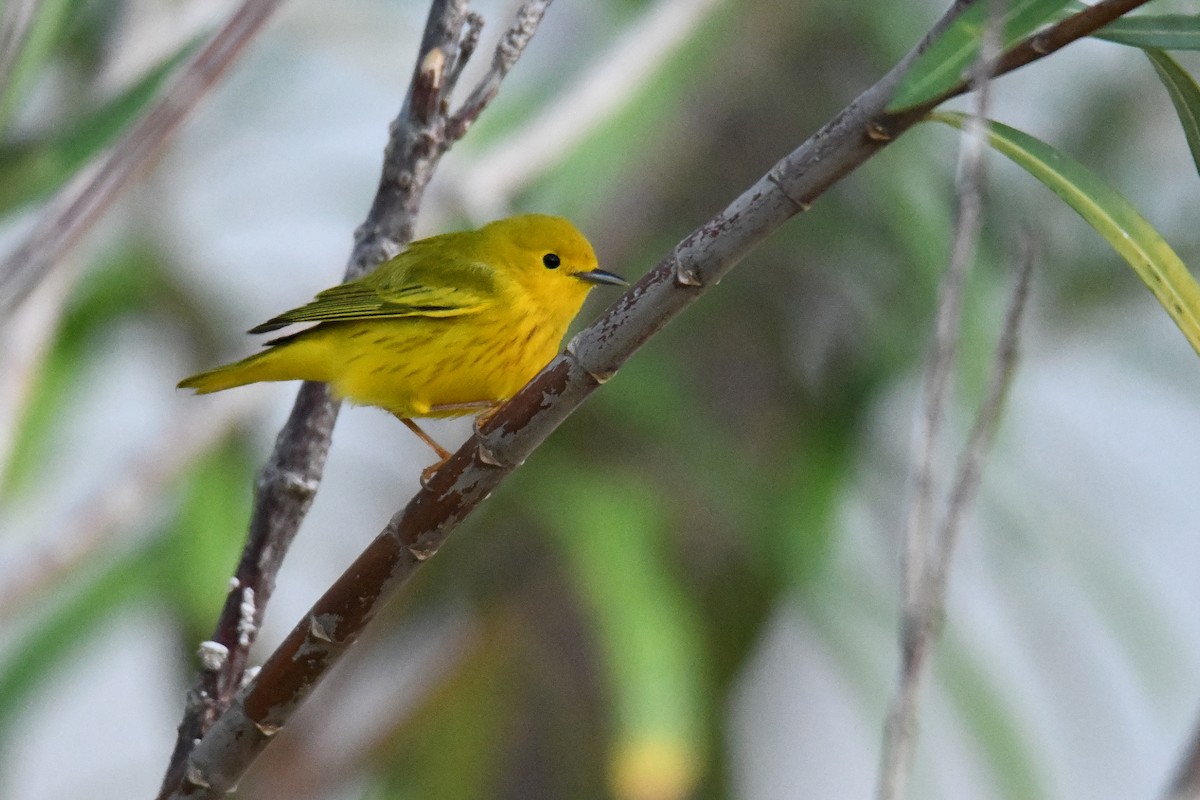 Northern/Mangrove Yellow Warbler - ML175653681