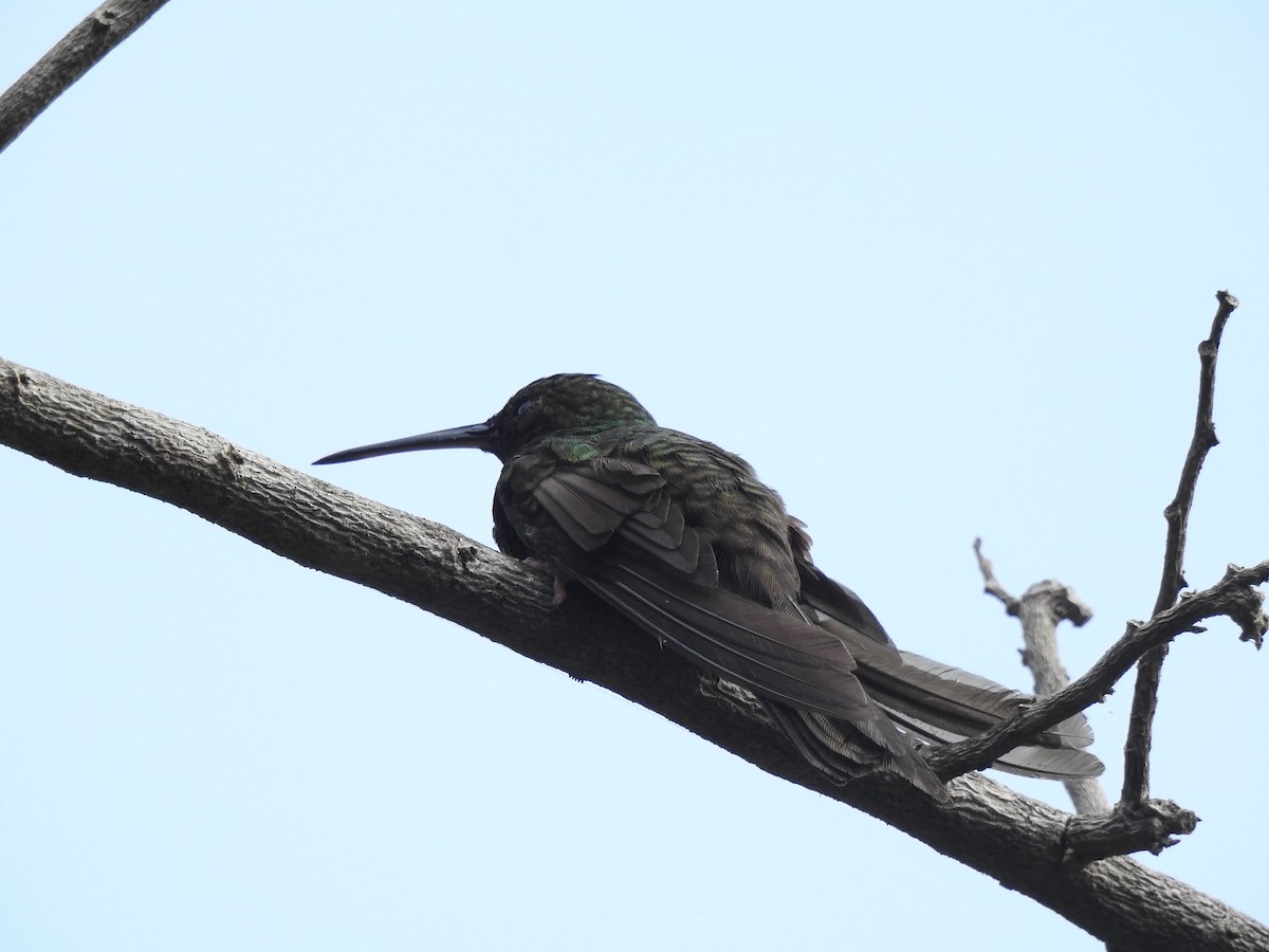 Bronze-tailed Plumeleteer - Martha Rubio