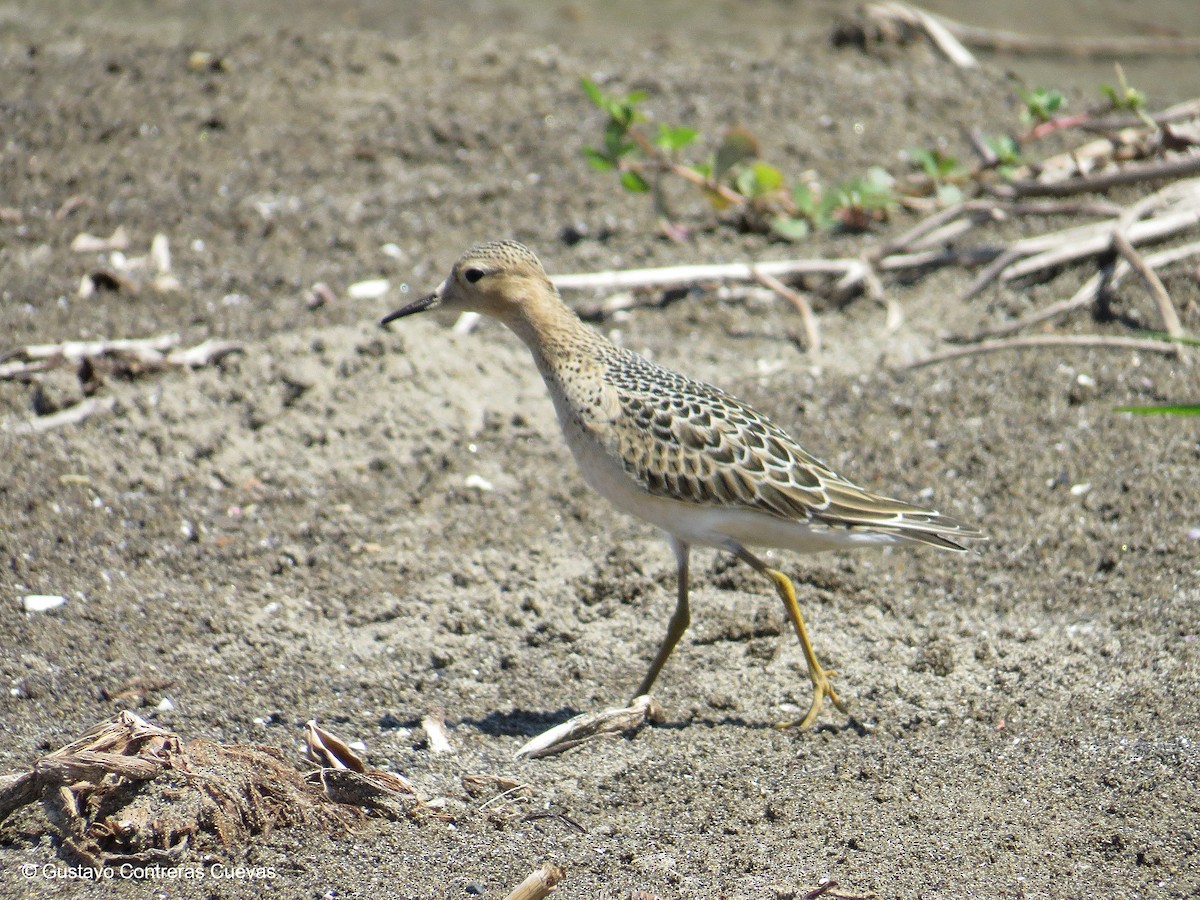 Buff-breasted Sandpiper - ML175655191