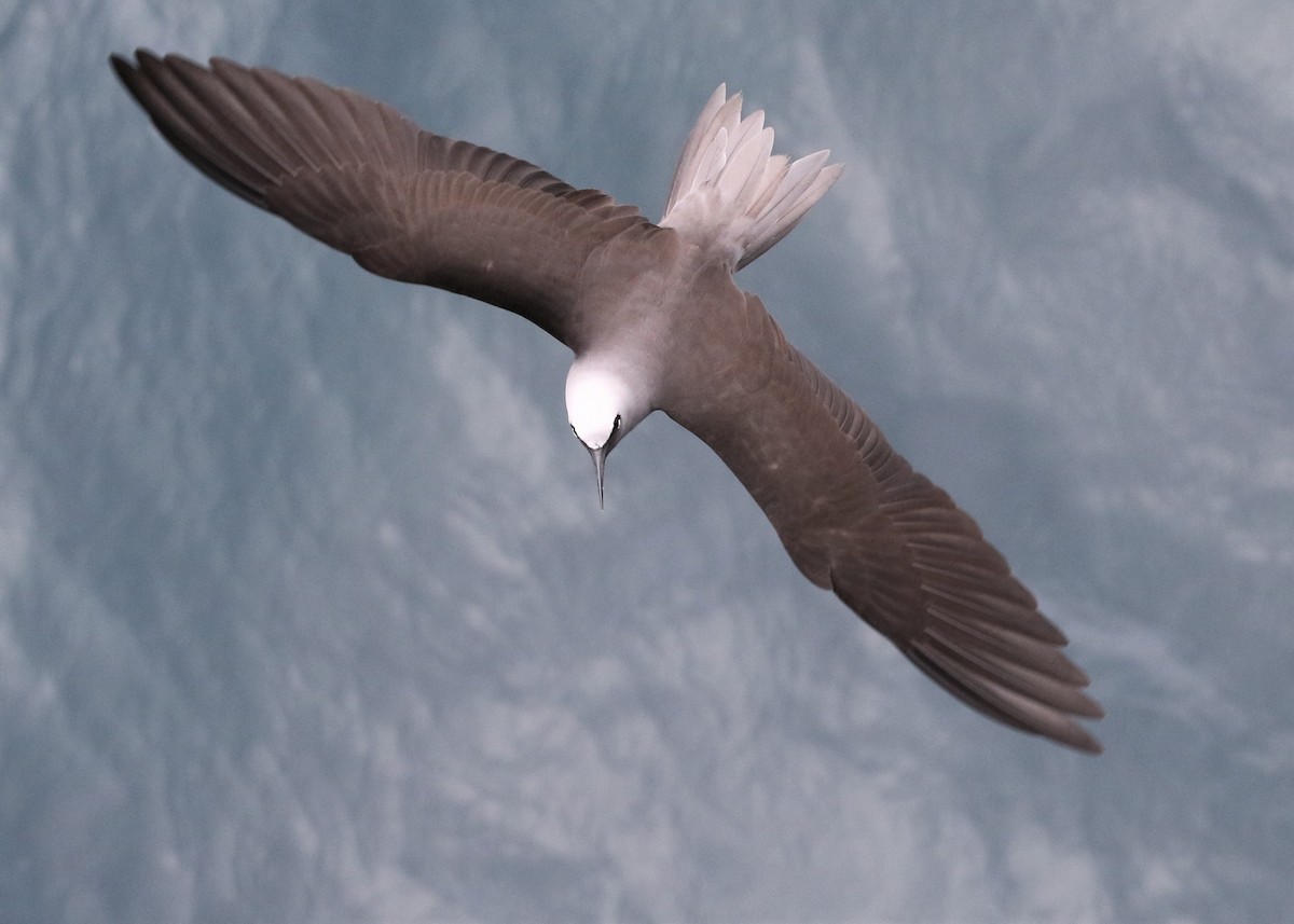 Black Noddy - Dean LaTray