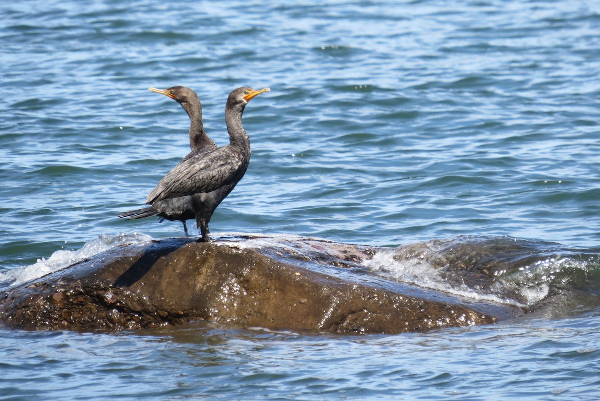 Double-crested Cormorant - ML175655351