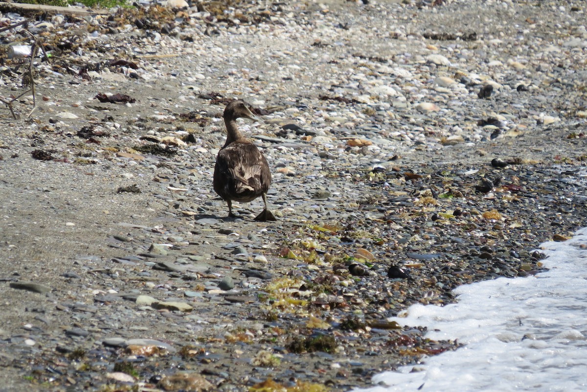 Common Eider - ML175655371